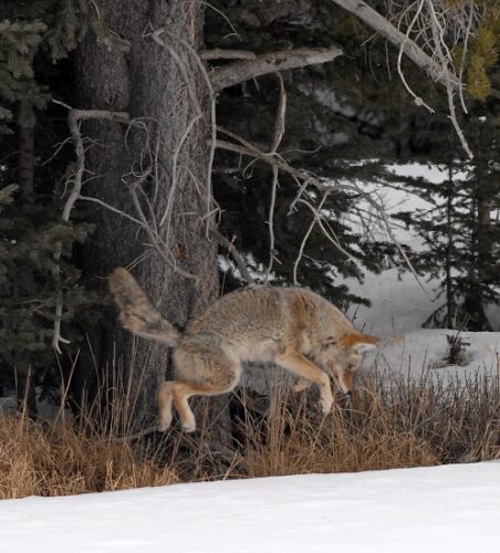 Rodenticides and Your Relationship with Carnivores